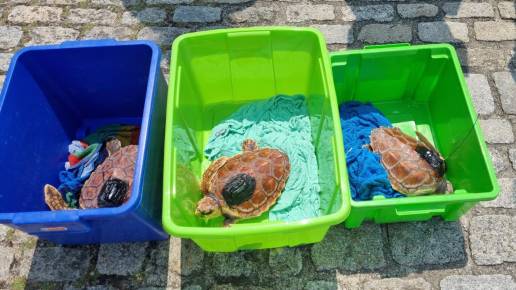 Tres tortugas marinas son liberadas al mar después de recuperarse en Galicia