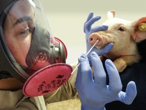 La cepa de la "gripe porcina" ha pasado de humanos a cerdos casi 400 veces desde 2009