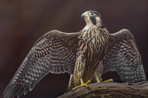 Relato de caso: Linfangioma pericárdico cavernoso múltiple (linfangiomatosis pericárdica) en un halcón peregrino cautivo (Falco peregrinus brookei))