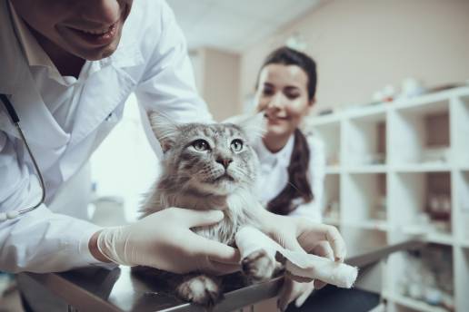 Supervivencia a largo plazo tras el tratamiento médico quirúrgico de un carcinoma biliar obstructivo en un paciente felino 