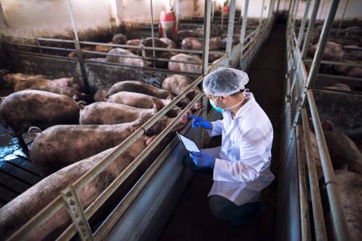 Contribución de las explotaciones a la microbiota en la cadena de valor porcina