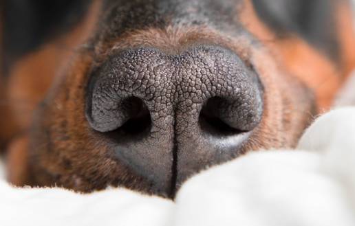 Cuando la nariz no lo sabe: función olfativa canina asociada con la salud, el manejo y los posibles vínculos con la microbiota