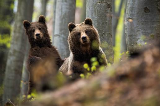Investigadores detectan cambios hormonales en osos pardos provocados por la contaminación ambiental