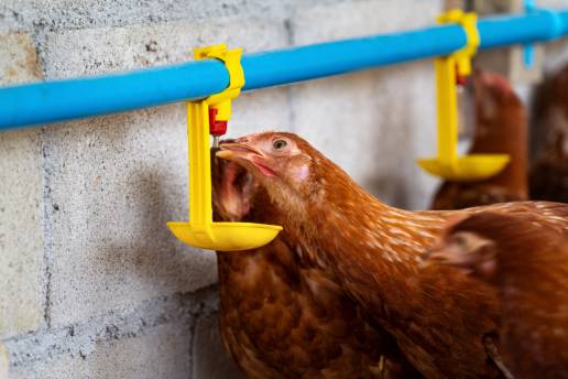 Niveles de calcio y colecalciferol en gallinas ponedoras de fase tardía: efectos sobre los rasgos productivos, la calidad del huevo, la bioquímica sanguínea y las respuestas inmunes