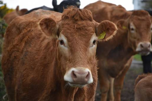 Los ganaderos de bovino y ovino pueden solicitar la vacunación voluntaria y gratuita contra la lengua azul