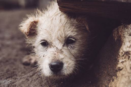 La Real Sociedad Canina de España lanza la campaña “Un verano más humano es un verano sin abandonos: Sé su héroe, no su verdugo”