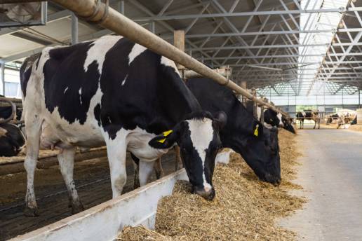 Efectos del estrés por calor en los rasgos y metabolitos de la producción de leche y estrategias de mitigación para razas de ganado lechero criadas en países tropicales y subtropicales