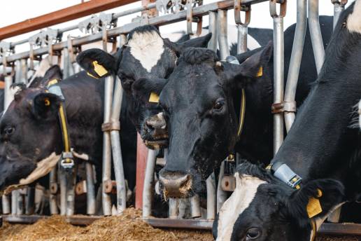 Alternativas a los antibióticos para el tratamiento de la mastitis en vacas lecheras