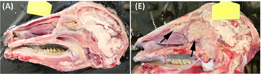 Comparación del resultado patológico y la progresión de la enfermedad de dos modelos experimentales de desafío de Mycobacterium caprae en cabras: inoculación endobronquial vs. nebulización intranasal