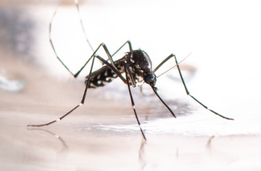 Las enfermedades tropicales llegan a España propagadas por los mosquitos 