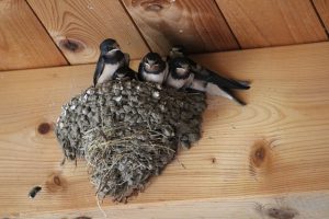 Ekologistak Martxan denuncia la destrucción de nidos de golondrinas y aviones comunes en algunos pueblos de Álava