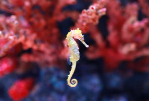 Palma Aquarium y Banca March lanzan una iniciativa para la reproducción y supervivencia de caballitos de mar