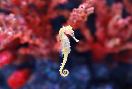 Palma Aquarium y Banca March lanzan una iniciativa para la reproducción y supervivencia de caballitos de mar