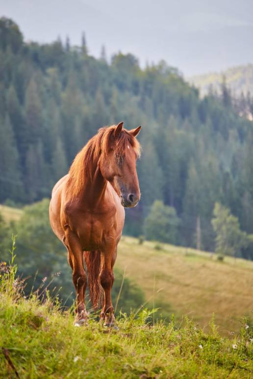 Investigan el origen de los restos de ocho caballos y otros animales hallados en un paraje de Algeciras