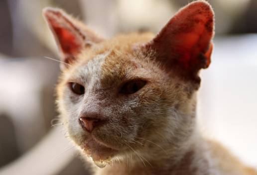 Manejo del virus de la leucemia felina y las infecciones por el virus de la inmunodeficiencia felina en gatos