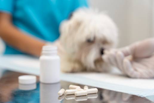 Farmacocinética de mebendazol en plasma y líquido cefalorraquídeo después de una dosis oral única en perros sanos