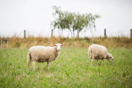 Efectos de la adición de Sophora alopecuroides a la dieta alta en concentrados sobre los parámetros de fermentación ruminal y la diversidad microbiana de las ovejas