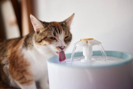 Veterinarios recalcan la importancia de mantener a los gatos hidratados ante la ola de calor