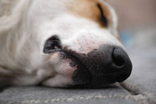 Hallan animales muertos en un criadero de perros en Oza-Cesuras (A Coruña)