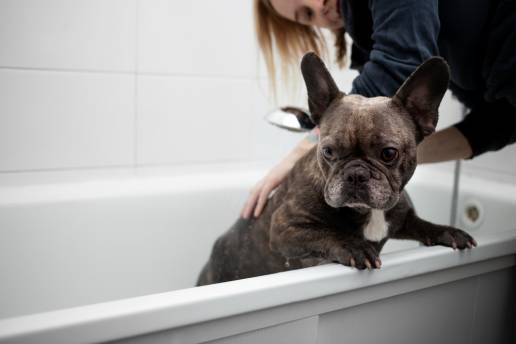 Impactos en la microbiota dérmica canina asociados con el baño repetido