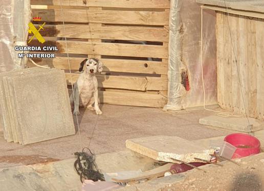 Investigada una vecina de Mazarrón (Murcia) por maltrato animal al hallar varios de sus perros sin vida