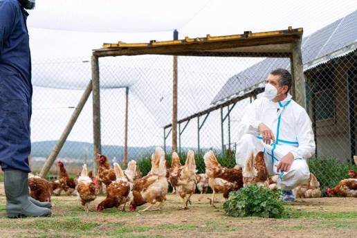 Confinadas 22 granjas y 180 autoconsumos más por gripe aviar en Terres de l'Ebre (Tarragona)