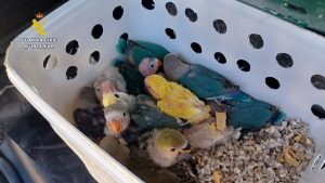 Dos detenidos por presuntamente "vender ilegalmente" 29 aves exóticas protegidas en Barcelona