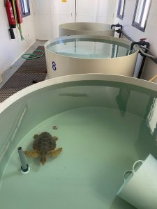 Junta recoge que el 75% de las tortugas bobas que ingresan en el Centro del Medio Marino se recuperan y vuelven al mar