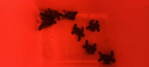Nacen las tortugas marinas del primer nido registrado en Mallorca