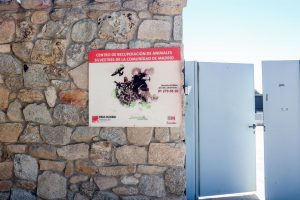 El buitre encontrado en Torrejón pudo agotarse por el calor y ya está volando en el hospital regional de aves rapaces