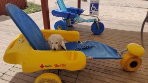 Un cachorro de golden retriever se entrena como futuro socorrista canino en la playa de la Barrosa de Chiclana