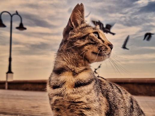 Torremolinos (Málaga) celebra el Día Mundial del Gato con una exposición fotográfica