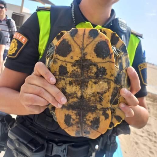 La Policía Local decomisa una tortuga exótica de una especie invasora en la playa de la Malva-rosa (Valencia)