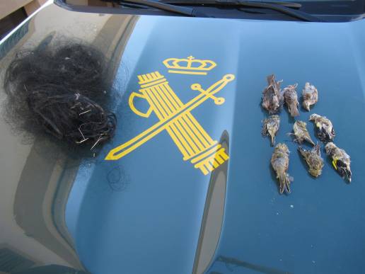 El Seprona investiga a un vecino de Baena por la captura ilegal de aves con artes prohibidas