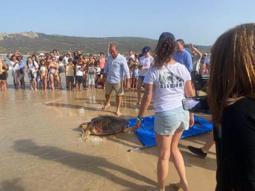 Devuelven a cinco tortugas bobas recuperadas a su medio natural en la playa de Bolonia (Cádiz)