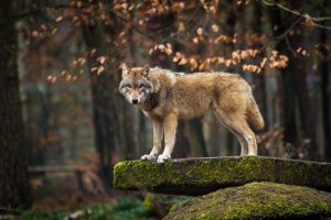 Cantabria quiere reunir tras el verano a Galicia, Asturias y CyL para hablar del lobo e insistir en la salida del LESPRE