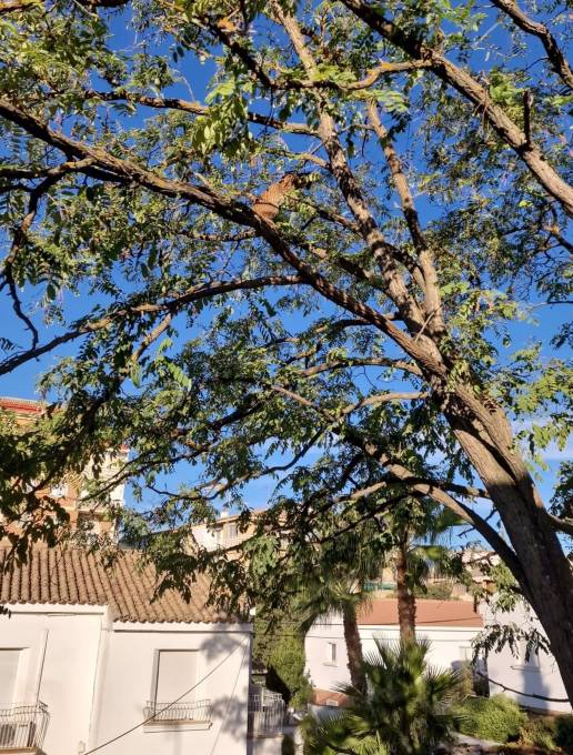 El lince rescatado de un árbol en Úbeda (Jaén) fue liberado el año pasado en la localidad granadina de Iznalloz