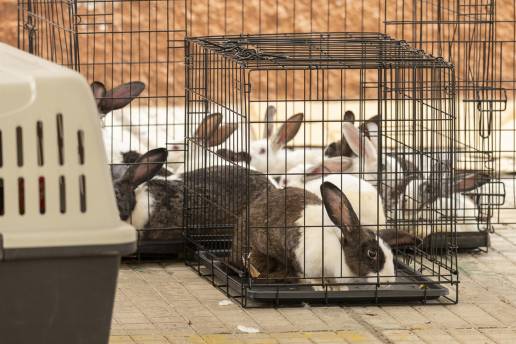 Casi 60 veterinarios atienden a los animales evacuados por el incendio de Tenerife