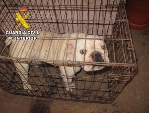 Denunciados los propietarios de un criadero "ilegal" de perros 'bulldog' en la provincia de Burgos
