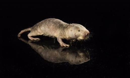 Investigadores logran que el gen de la longevidad de ratas topo desnudas prolongue la vida útil de los ratones