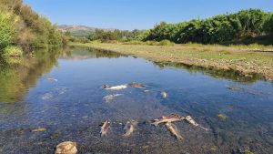 Verdemar Ecologistas en Acción alerta sobre la muerte de cientos de peces en el Río Guadiaro, en Casares