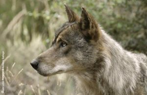 La Rioja pide excluir al lobo del listado de especies protegidas dada la alta expansión por la Ibérica riojana