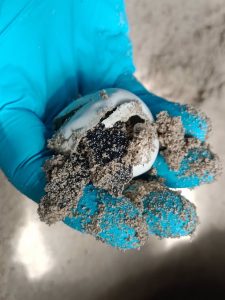 Medio Natural retira el nido de tortuga marina de Cala Millor a causa del temporal