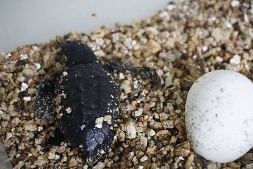  Eclosionan los huevos de tortuga boba localizados en una playa de Marbella
