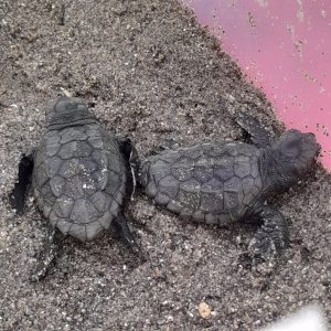 La eclosión de otros 20 huevos eleva a más de 50 las crías de tortuga boba nacidas del nido en Marbella