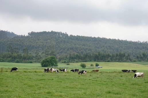 Cantabria pide a los ganaderos extremar precauciones ante los casos de enfermedad hemorrágica epizoótica en España