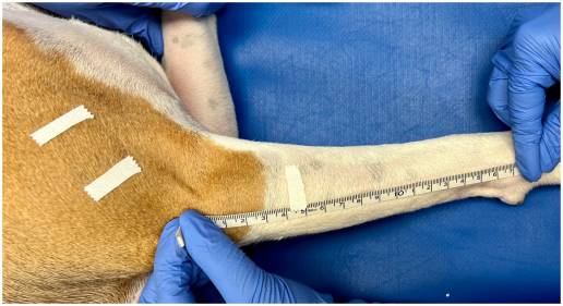 Fiabilidad inter e intraobservador de los métodos de medición de la circunferencia torácica de las extremidades en perros sanos