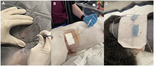 Caso clínico: Utilidad, complicaciones y resultados a corto plazo en tres perros tratados con catéteres percutáneos de cistostomía de coleta para la obstrucción uretral