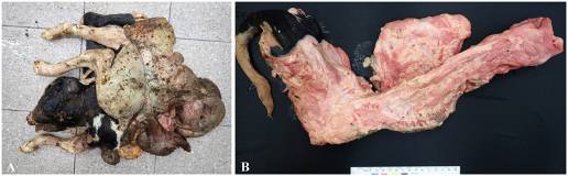 Caso clínico: Investigación de mutaciones genéticas en un caso de schistosomus reflexus en un feto de ganado lechero Holstein en Corea