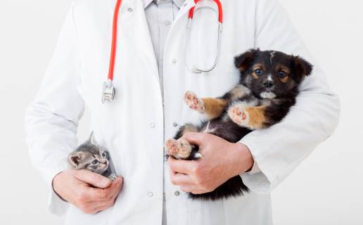 Factores de riesgo ambientales en cachorros y gatitos para desarrollar trastornos crónicos en la edad adulta: un llamado a la investigación sobre la programación del desarrollo